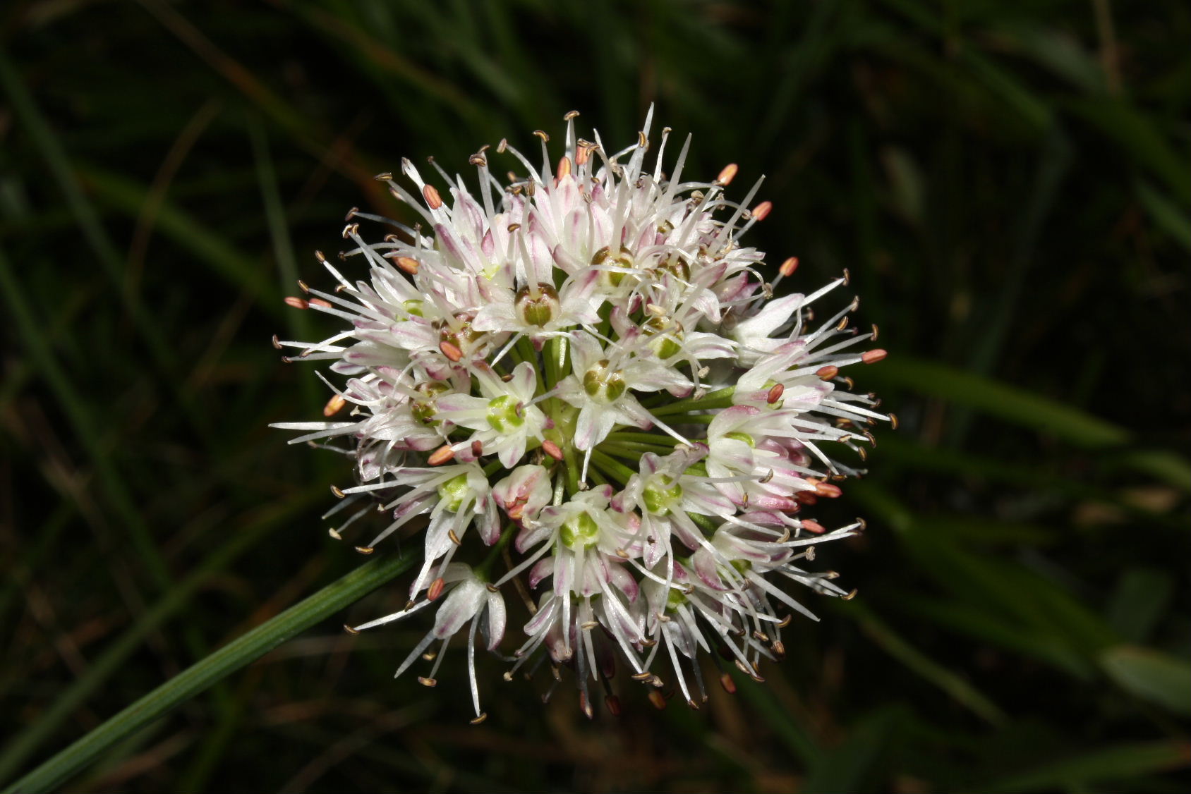 Allium ericetorum